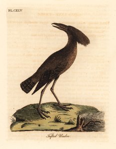 Hamerkop, Scopus umbretta. Handgekleurde kopergravure getekend en gegraveerd door John Latham uit zijn eigen A General History of Birds, Winchester door John Latham