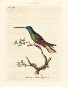 Harlekijn kolibrie, Trochilus multicolor. Gefabriceerd exemplaar in het British Museum. Handgekleurde koperplaat getekend en gegraveerd door John Latham uit zijn eigen A General History of Birds, Winchester door John Latham