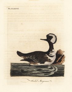 Kapmeeuw, Lophodytes cucullatus. Handgekleurde kopergravure getekend en gegraveerd door John Latham uit zijn eigen A General History of Birds, Winchester