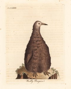 Koningspinguïn, Aptenodytes patagonicus, juveniel (Wollige pinguïn). Handgekleurde koperplaat getekend en gegraveerd door John Latham uit zijn eigen A General History of Birds, Winchester door John Latham