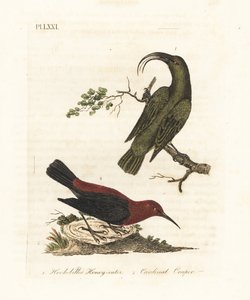 Kleine akialoa, Hemignathus obscurus (uitgestorven) en kardinaal myzomela, Myzomela cardinalis. (Haaksnavelige groene honingeter, Certhia obscura, inheems in Hawaï, en kardinaal honingeter, Certhia cardinalis, inheems in Tanna, Vanuatu.) Handgekleurde kope door John Latham