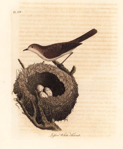 Kleine grasmus, Sylvia curruca, met nest en eieren. Handgekleurde koperplaat getekend en gegraveerd door John Latham uit zijn eigen A General History of Birds, Winchester door John Latham