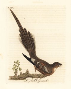 Langstaartnachtzwaluw, Caprimulgus climacurus. Handgekleurde kopergravure getekend en gegraveerd door John Latham uit zijn eigen A General History of Birds, Winchester