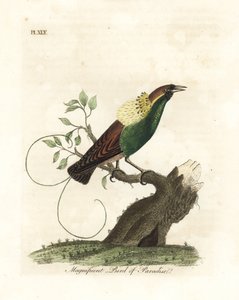 Magnifieke paradijsvogel, Diphyllodes magnificus (Paradisea magnifica). Handgekleurde koperplaat getekend en gegraveerd door John Latham uit zijn eigen A General History of Birds, Winchester