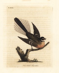 Nieuw-Zeelandse waaierstaart, Rhipidura fuliginosa (Waaierstaartvliegenvanger). Handgekleurde koperplaat getekend en gegraveerd door John Latham uit zijn eigen A General History of Birds, Winchester door John Latham