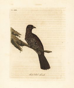 Nieuw-Zeeland Zuidereiland piopio, Turnagra capensis. Uitgestorven. (Dikbek lijster, Turdus crassirostris.) Handgekleurde koperplaat getekend en gegraveerd door John Latham uit zijn eigen A General History of Birds, Winchester door John Latham