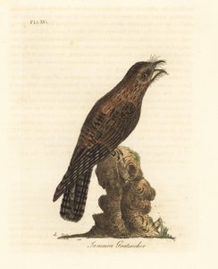 Noordelijke potoo, Nyctibius jamaicensis. Handgekleurde kopergravure getekend en gegraveerd door John Latham uit zijn eigen A General History of Birds, Winchester door John Latham