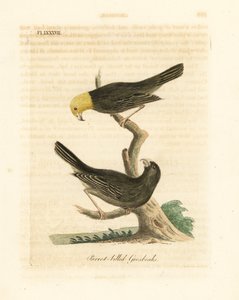 Or, Psittirostra psittacea, mannetje (boven) en vrouwtje. Kritiek bedreigd, mogelijk uitgestorven. (Papegaaibekgrosbeak, Loxia psittacea). Handgekleurde koperplaat getekend en gegraveerd door John Latham uit zijn eigen A General History of Birds, Wincheste door John Latham