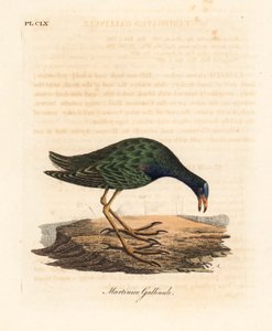 Purperkoet, Porphyrio martinicus. Handgekleurde kopergravure getekend en gegraveerd door John Latham uit zijn eigen A General History of Birds, Winchester door John Latham