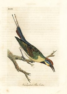 Regenboogbijeneter, Merops ornatus (Bonte bijeneter). Australië. Handgekleurde koperplaat getekend en gegraveerd door John Latham uit zijn eigen A General History of Birds, Winchester door John Latham