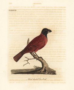 Rood-en-zwarte vink, Periporphyrus erythromelas. Bijna bedreigd. (Zwartkopvink, Loxia erythromelas.) Handgekleurde koperplaat getekend en gegraveerd door John Latham uit zijn eigen A General History of Birds, Winchester door John Latham