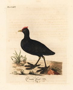 Roodknobbelige meerkoet of kuifmeerkoet, Fulica cristata. Handgekleurde koperplaat getekend en gegraveerd door John Latham uit zijn eigen A General History of Birds, Winchester door John Latham