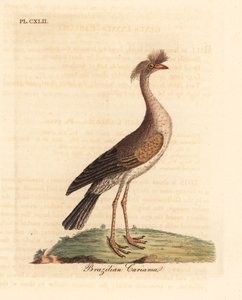 Roodpoot seriema of kuifcariama, Cariama cristata. Handgekleurde koperplaat getekend en gegraveerd door John Latham uit zijn eigen A General History of Birds, Winchester door John Latham