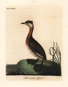 Roodnekfuut, Podiceps grisegena (Podiceps rubricollis). Handgekleurde koperplaat getekend en gegraveerd door John Latham uit zijn eigen A General History of Birds, Winchester door John Latham