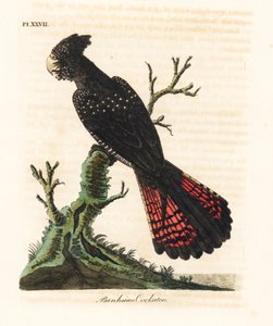 Roodstaart zwarte kaketoe, Calyptorhynchus banksii. Handgekleurde kopergravure getekend en gegraveerd door John Latham uit zijn eigen A General History of Birds, Winchester