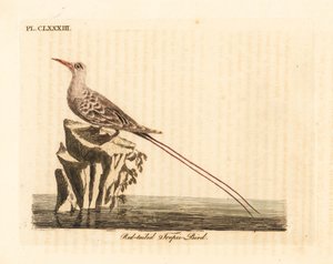Roodstaartkeerkringvogel, Phaethon rubricauda. Handgekleurde kopergravure getekend en gegraveerd door John Latham uit zijn eigen A General History of Birds, Winchester
