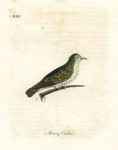 Glanzende bronzen koekoek, Chrysococcyx lucidus. Handgekleurde kopergravure getekend en gegraveerd door John Latham uit zijn eigen A General History of Birds, Winchester