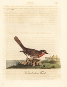 Siberische rubythroat, Luscinia calliope (Kamschatkan lijster, Turdus calliope). Handgekleurde koperplaat getekend en gegraveerd door John Latham uit zijn eigen A General History of Birds, Winchester door John Latham