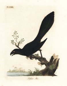 Gladbekani of Kleine Ani, Crotophaga ani. Handgekleurde koperplaat getekend en gegraveerd door John Latham uit zijn eigen A General History of Birds, Winchester door John Latham