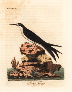 Roetstern, Onychoprion fuscatus (Sterna fuliginosa). Handgekleurde koperplaat getekend en gegraveerd door John Latham uit zijn eigen A General History of Birds, Winchester