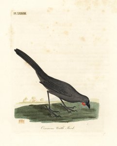 Zuidereiland, Nieuw-Zeeland kokako, Callaeas cinerea cinerea, uitgeroepen tot uitgestorven in 2007. Handgekleurde koperplaat getekend en gegraveerd door John Latham uit zijn eigen A General History of Birds, Winchester door John Latham