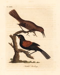 Zuidelijke zadelrug, Philesturnus carunculatus, man en vrouw. Handgekleurde koperplaat getekend en gegraveerd door John Latham uit zijn eigen A General History of Birds, Winchester door John Latham