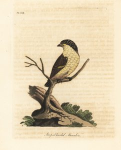 Gestreepte pardalote, Pardalotus striatus. Handgekleurde kopergravure getekend en gegraveerd door John Latham uit zijn eigen A General History of Birds, Winchester door John Latham