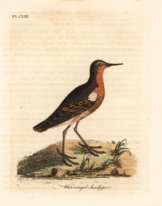 Tahitiaanse Strandloper, Prosobonia leucoptera. Uitgestorven. (Witvleugelstrandloper, Tringa leucoptera.) Handgekleurde koperplaat getekend en gegraveerd door John Latham uit zijn eigen A General History of Birds, Winchester door John Latham