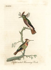 Getufte hanen, Lophornis ornatus (Getufte-nek kolibries, Trochilus ornatus). Mannetje en vrouwtje. Handgekleurde koperplaat getekend en gegraveerd door John Latham uit zijn eigen A General History of Birds, Winchester door John Latham