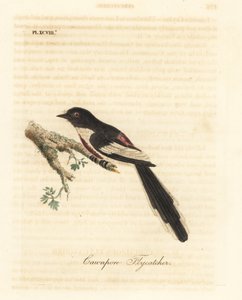 Witbuikminivet, Pericrocotus erythropygius (Cawnpore vliegenvanger). India. Handgekleurde koperplaat getekend en gegraveerd door John Latham uit zijn eigen A General History of Birds, Winchester