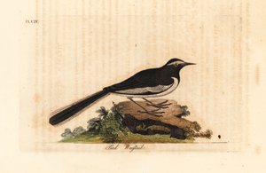 Witte wenkbrauwkwikstaart, Motacilla maderaspatensis. Handgekleurde kopergravure getekend en gegraveerd door John Latham uit zijn eigen A General History of Birds, Winchester door John Latham