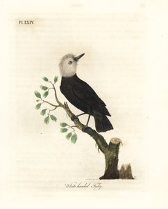 Witkop moeras tyran, Arundinicola leucocephala (Witkop tody, Todus leucocephalus). Handgekleurde koperplaat getekend en gegraveerd door John Latham uit zijn eigen A General History of Birds, Winchester door John Latham