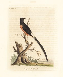 Witstuit shama, Copsychus malabaricus macrourus. Handgekleurde koperplaat getekend en gegraveerd door John Latham uit zijn eigen A General History of Birds, Winchester