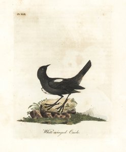 Witgeschouderde tangara, Tachyphonus luctuosus. Handgekleurde koperplaat getekend en gegraveerd door John Latham uit zijn eigen A General History of Birds, Winchester door John Latham