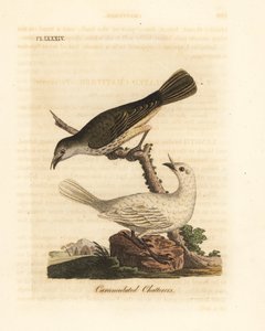 Witte klokkendief, Procnias albus, mannetje en vrouwtje (Karnukkelige babbelaar, Ampelis carunculata). Handgekleurde koperplaat getekend en gegraveerd door John Latham uit zijn eigen A General History of Birds, Winchester door John Latham
