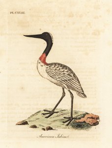 Hout ooievaar, Mycteria americana. Handgekleurde koperplaat getekend en gegraveerd door John Latham uit zijn eigen A General History of Birds, Winchester door John Latham