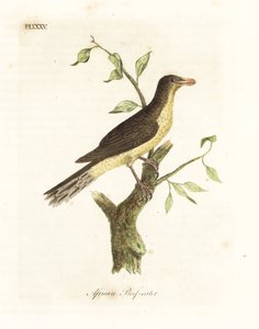 Geelsnavel ossenpikker, Buphagus africanus. Handgekleurde koperplaat getekend en gegraveerd door John Latham uit zijn eigen A General History of Birds, Winchester