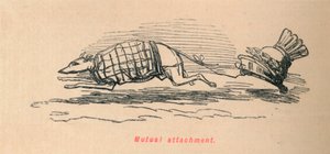 Wederzijdse gehechtheid, 1852