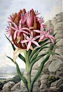 Sperenlelie (Doryanthes excellsa) door John Lindley