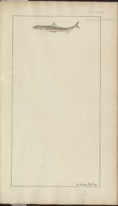 Lindsay Tekeningen Vol. VII, 23