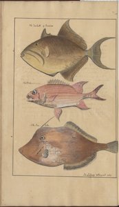 Lindsay Tekeningen Vol. VII, 6