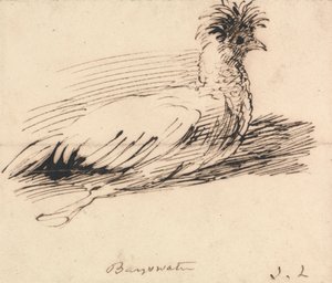 Een hen