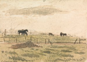 Paarden in een paddock