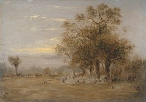 Schapen aan het grazen