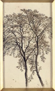 Studie van bomen