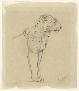 Studie van een staande luipaard door John Macallan Swan
