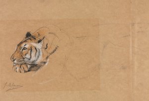 Tijger