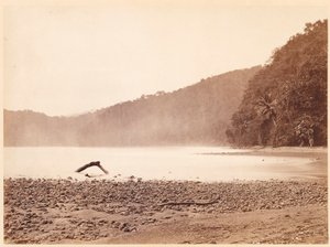 Tropisch landschap: Het eindpunt van het voorgestelde kanaal, Limon Bay (Expeditie Darien)