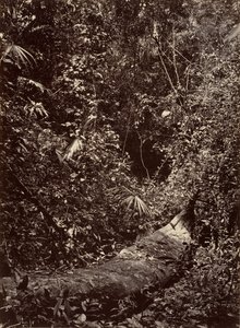 Tropisch landschap, tropisch bos, 1871 door John Moran