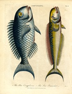 Coryphæna - Dolfijnen